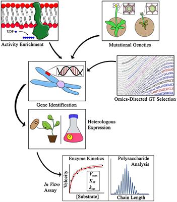 Critical Review of Plant Cell Wall Matrix Polysaccharide Glycosyltransferase Activities Verified by Heterologous Protein Expression